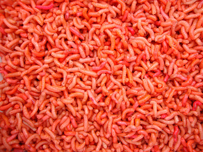 bulk maggots
